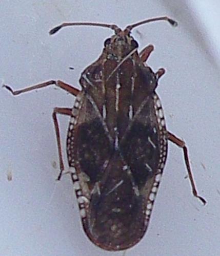 Physatocheila dumetorum